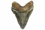 Serrated, Fossil Megalodon Tooth - Colorful Enamel #173892-2